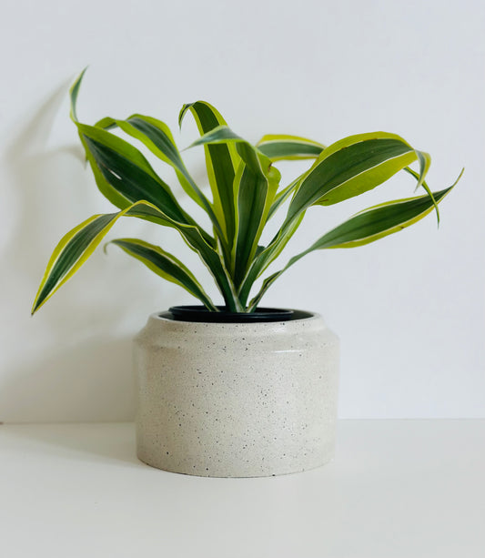 Tapered Planter